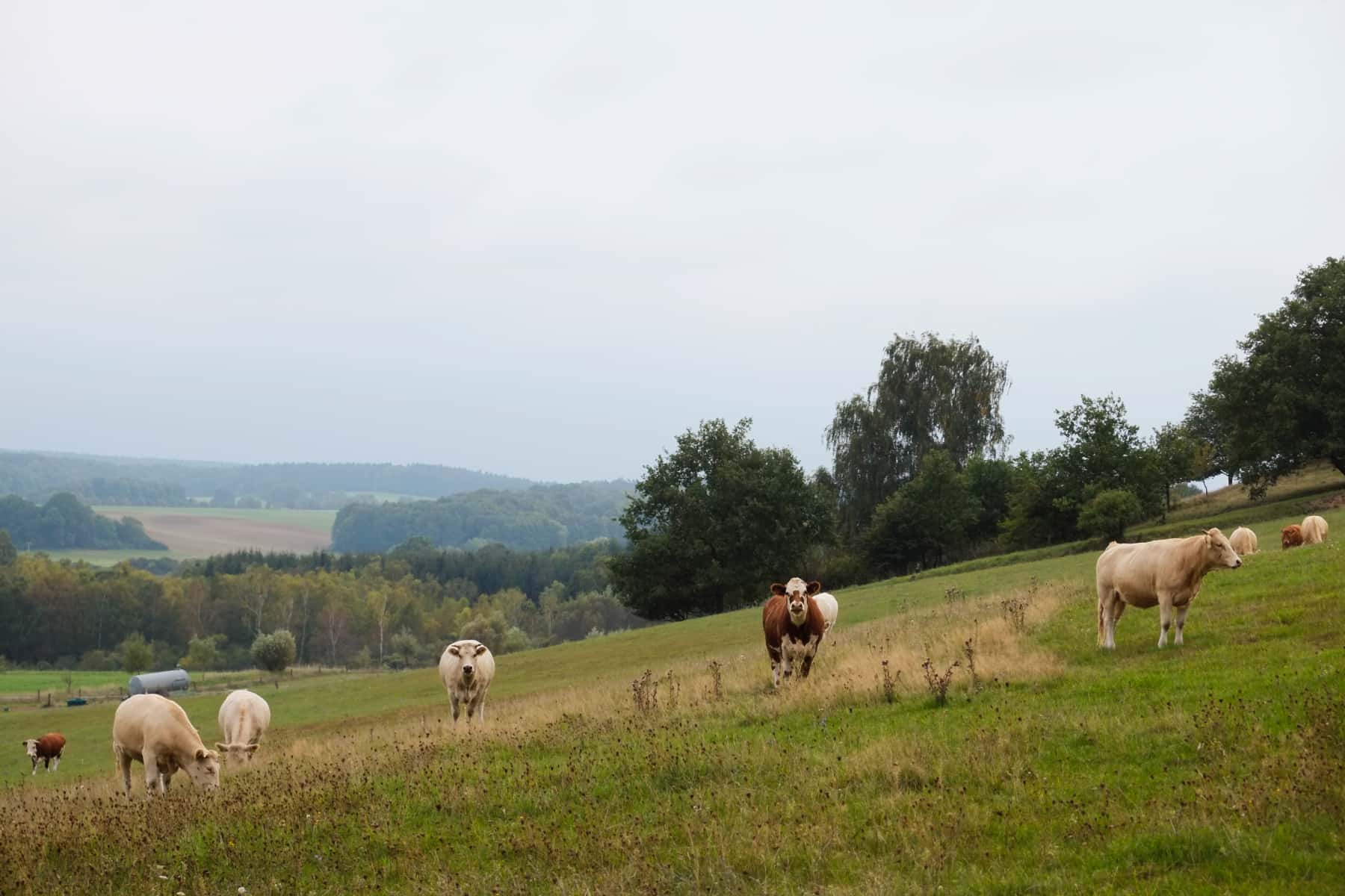 12_Raps,Mohn,Kornblumen_2013.06.16_09.32.14