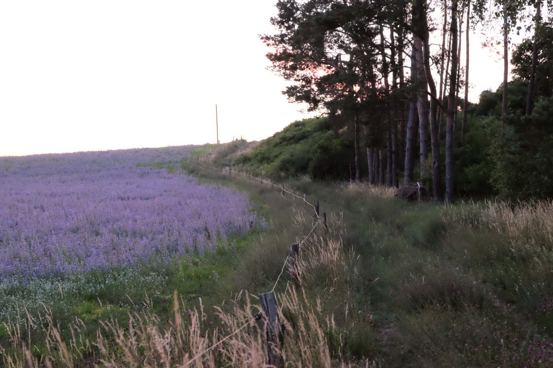 16%20Weg%20auf%20den%20Weinberg%20mit%20lila%20Wiese%202019.06.24_22.30.56