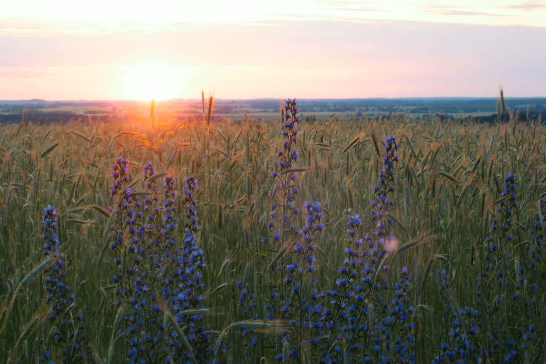 36%20Sonnenuntergang%202021 05-23%2020-55-19