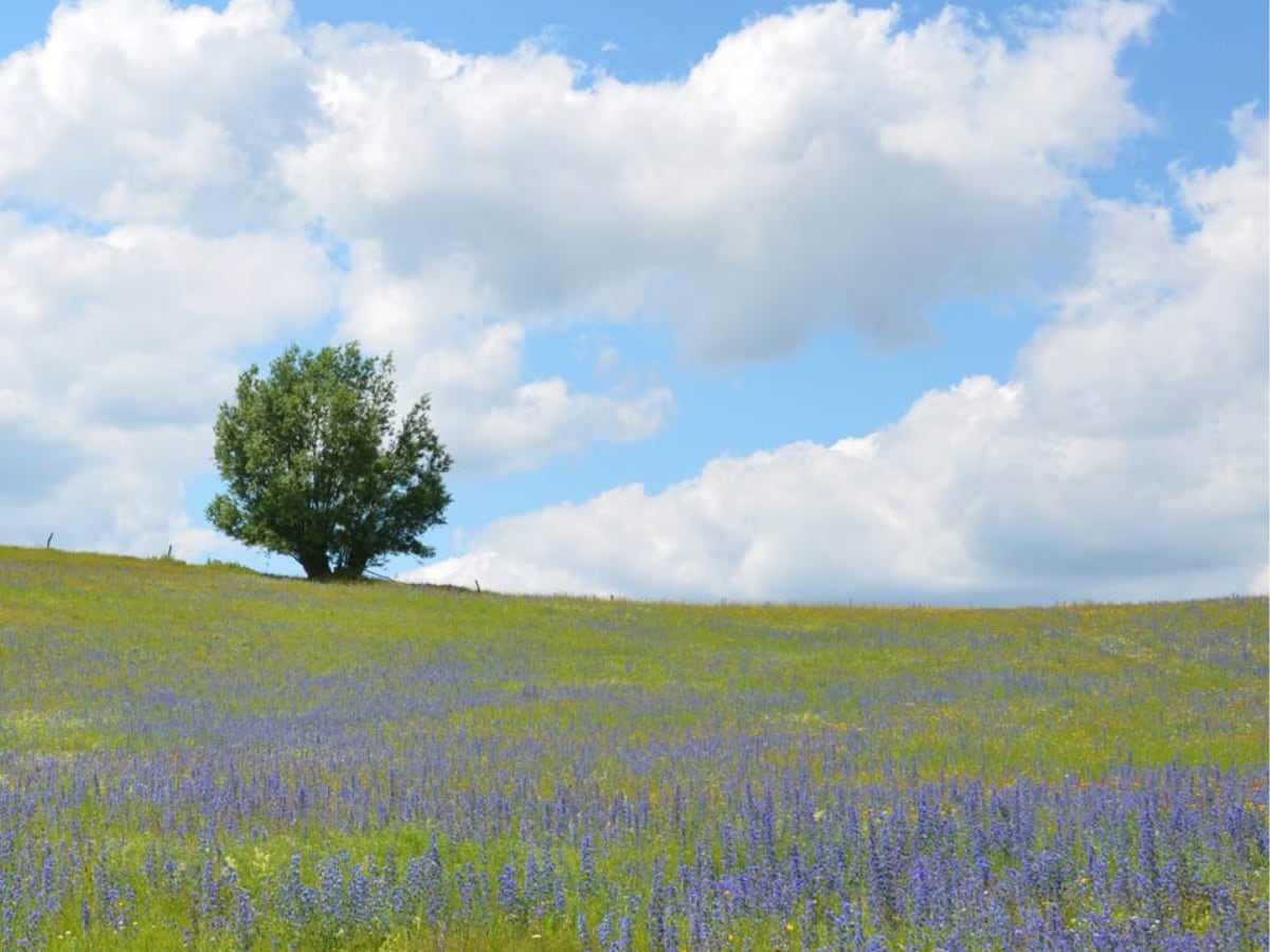 4z3_Natternkopfwiese_2012.06.22_12.47